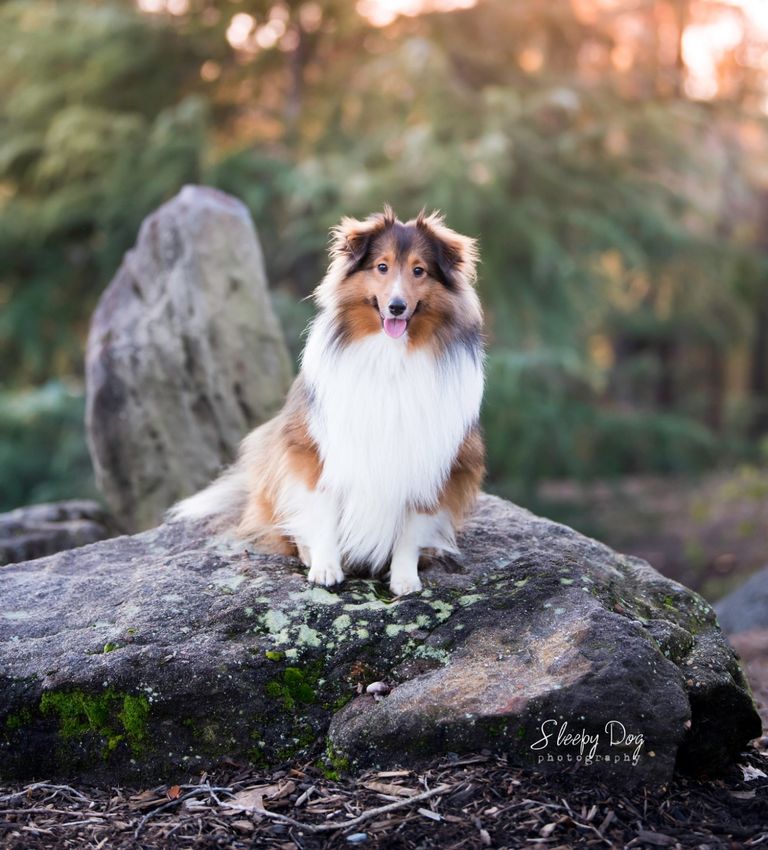 Sleepy Dog Photography